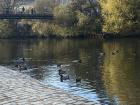 Ducks and Moorhens on the river Lahn, with a pedestrian crossing in the background.