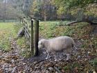 A sheep at the Ulster Folk Museum.
