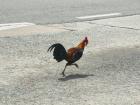Roosters do really cross roads in Singapore