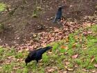 Corvids Picking At The Soil