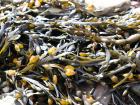Wild Bladderwrack Seaweed