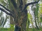 Hugging A Grand Tree In Wexford