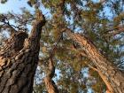 Pine trees at Mukho
