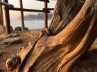 Tree trunk (species unknown) shaped by the strong winds at Mukho Beach