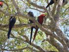 Blue Hyacinth Macaws and a Red and Green Macaw spotted together, phot taken by F. Fontoura