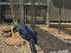 Blue Hyacinth Macaw at Knoxville Zoo. I was so happy to see these birds flying in their natural, open habitat here in Brazil!
