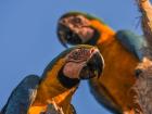Photo taken by Marcelo Calazans of the Blue and Yellow Macaw