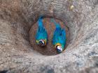 Photo N.194-2F taken by Everson Freitas depicting two blue and yellow macaws in a tree hollow
