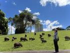 Visiting Capybaras in Campo Grande