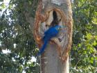 A Blue Hyacinth macaw near the entrance to a tree hollow