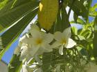 Close up of the Jasmine flowers that populate the city