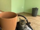 Having breakfast with Lorenzo, the local cat in my neighborhood