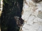 Found this butterfly on a hike