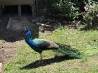 A peacock on a farm 