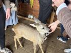 This friendly deer lives at a horseback riding stable and even acts like a pet. It came right up to us to say hello and get some attention!