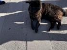 A cute street dog soaking up some sun on a cold day