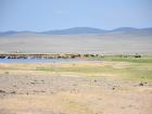 Horses stopping for a drink on a hot day