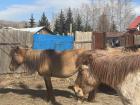 Mongolian horses are smaller, they almost look like ponies