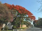 Bright blooms everywhere: My favorite is the fiery orange Royal Poinciana lighting up the streets.
