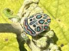 Picasso bug — A brilliantly patterned Picasso bug spotted along a forest hike.