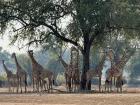Gathered under a single tree, giraffes share shade and snack on leaves
