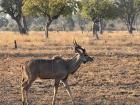 Greater kudu often have symbiotic relationships with birds like oxpeckers, which perch on them to eat ticks and parasites