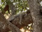 Doing what leopards do best: draped over a tree branch, resting safely above the savannah floor.