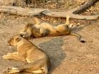 As the sun rises, both male and female lions do what they do best: sleep. Even apex predators conserve energy whenever they can.