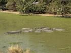 A pod of hippos rests in shallow water staying cool