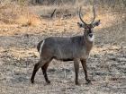 This antelope is easy to spot thanks to the distinct white ring on its rump — famously shaped like a toilet seat