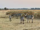 When zebras line up, their stripes blur together, confusing predators about where one body ends and another begins.