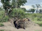 A young hyena cautiously emerging from its den as it begins to outgrow its first home.