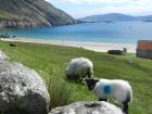 This is a place called Keem Bay in Achill Island, Co Mayo! This lamb was really close to the road and we had a bit of a staredown because we were curious about each other