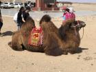 A camel from the Gobi Desert! Mongolian camels are very fluffy to be able to withstand winter.