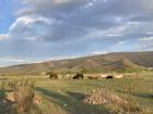 Horses lounging on the outskirts of Ulaanbaatar during June.