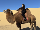 See how giant the camel is, animals in Mongolia are generally well cared for and live very good lives
