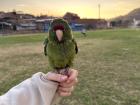 My towns local parrot 