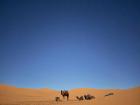 Camels in the Sahara Desert in Morocco