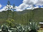 Huge aloe vera plants are very common in Lesotho