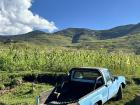 Blue truck in front of a corn field