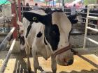 Las vacas de la feria agrícola
