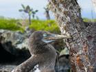 "Blue footed booby" un ave en los galápagos! Fui a los galápagos con mi familia en la navidad. Que increíble! 
