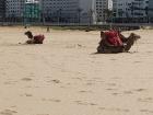 There were camels along the beach in Tangier that people could ride!