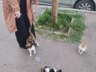 Here is one of my cohort members playing with the street cats that are common, and are really well cared for by the community