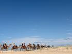 Camels at the sand dunes in Port Stephens