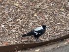 The Australian magpie
