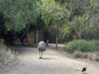 An emu walking around in the zoo