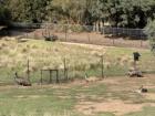 Emus relaxing at the Werribee Zoo