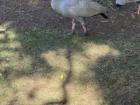 A Cape Barren goose that was getting chased by some kids