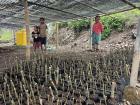 Community groups learn how to propagate new bamboo shoots in a nursery